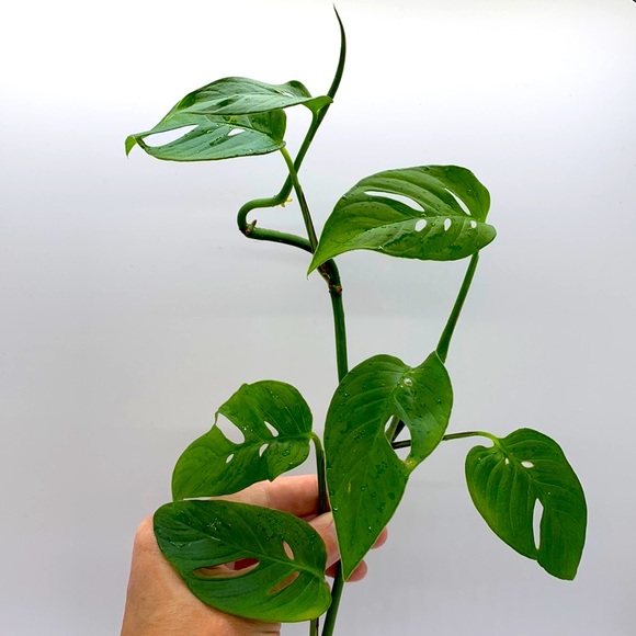 Monstera Adansonii - Swiss Cheese Vine - Picture 1 of 3